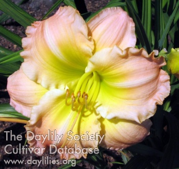 Daylily Articulate